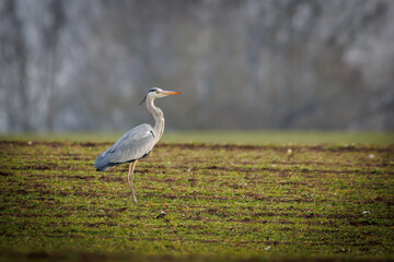 a heron stands in a field and searches for prey