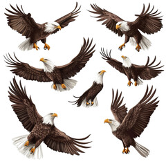 Fototapeta premium Eagles in flight showcasing various positions and views of these majestic birds soaring through the sky, eagle birds in diffrent positions and views isolated