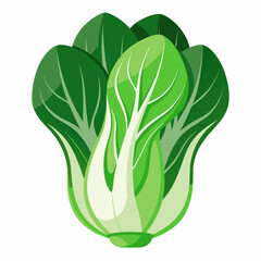 Bok choy vegetable isolated vector