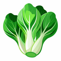 Bok choy vegetable isolated vector