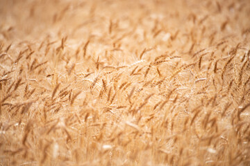 Wheat background. The agriculture. Gold sprouts of wheat in soil. Harvest in farm. Wheat field background. Background and texture for autumn harvest. Background of ripening ears of wheat field.