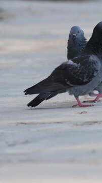 Pigeons Courting Dance Ritual