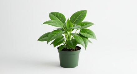 Small Green Potted Plant with Bright Green Leaves on White Background