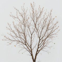 Obraz premium branches of a tree