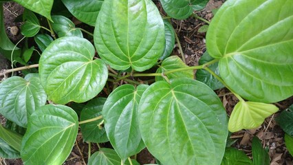 Betle leaves piper betle piperaceae.  Heart shape herbal medicine
