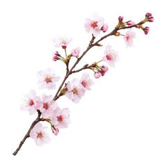 Obraz premium Delicate cherry blossom branch with pink flowers on a transparent background, showcasing spring beauty and natures charm, sakura tree branch flower isolated on transparent background