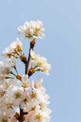 3月末に開花した桜01 2025