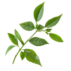 Fototapeta premium Green leaves of Kariyat Andrographis paniculata displaying rich foliage on a plain background, Kariyat or Andrographis paniculata green leaves isolated on a transparent background