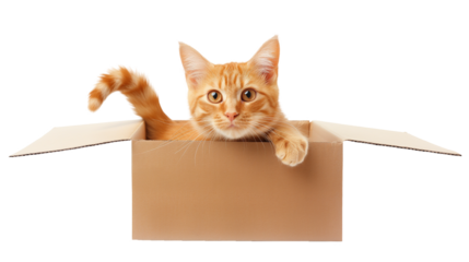 Ginger cat in cardboard box isolated on white and transparent background, cut out png