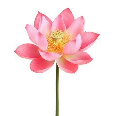 Fototapeta premium Striking pink flower with intricate petals set against a bold black background creating a stunning visual contrast white isolate background