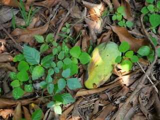Mango fruit damaged by pest fall onto dirt land covered with dry leaves