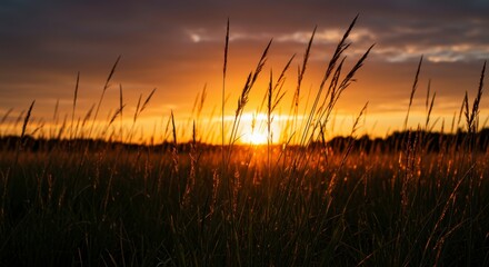 Vibrant Sunset over Grassy Field, Silhouetted Plants and Warm Colors