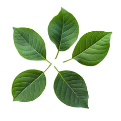 Naklejka premium Top view of five isolated bodhi leaves on a transparent background showcasing their vibrant green color and intricate details, top view bodhi leaves isolated abovetransparent backgroundfile