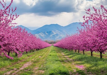 Stunning Blossom Trees in Full Bloom Along the Pathway with Mountains in the Background Under a Dramatic Sky