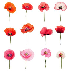 Obraz premium A vibrant collection of poppy flowers showcasing various colors and shapes isolated against a clean transparent background, poppy flowers isolated on transparent background