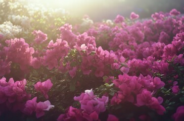 Obraz premium Beautiful Bougainvillea Blossoms in Soft Morning Light Creating a Colorful Floral Background for Nature Lovers or Decoration in Outdoor Spaces