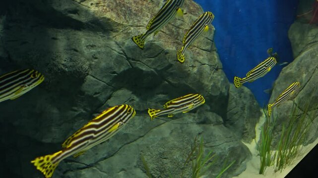Species of zebrafish (Danio rerio) at the Sea Aquarium in Singapore gliding through their enclosure