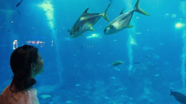 Middle Eastern woman observing amberjacks (Seriola dumerili)at the world Sea Aquarium in Singapore