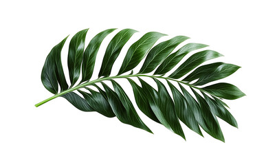 Tropical green palm leaf Transparent PNG,