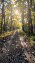 Naklejka premium Challenging XC Biking Trail Winding through Dense Autumnal Woodlands: A Photographic Perspective