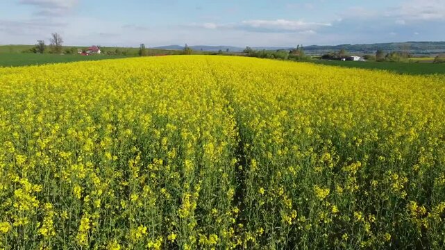 Flying over the colorful rapeseed field under the summer sun and touched by the soft breeze