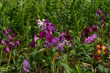 Colorful orchid flowers growing in orchid nursery farm in Bogor, Indonesia