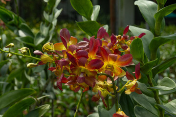 Colorful orchid flowers growing in orchid nursery farm in Bogor, Indonesia