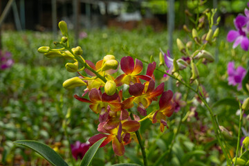 Colorful orchid flowers growing in orchid nursery farm in Bogor, Indonesia