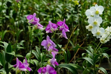 Fototapeta premium Colorful orchid flowers growing in orchid nursery farm in Bogor, Indonesia