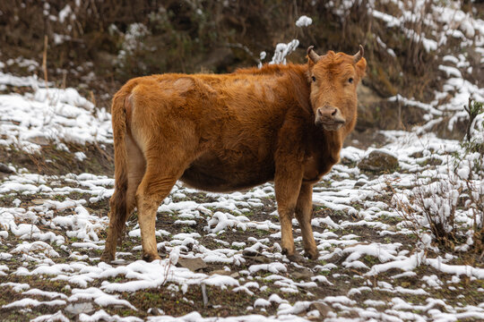 cows in winter