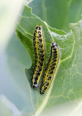 Großer Kohlweißling (Pieris brassicae)