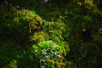 Lush green moss blankets a rocky surface, showcasing a variety of textures and shades in a tranquil forest setting.