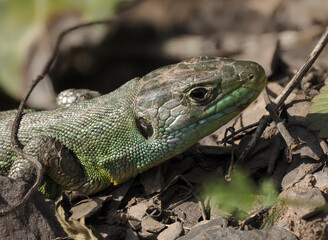 Westliche Smaragdeidechse (Lacerta bilineata)