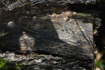Sunlight illuminates a wooden log with carved patterns, surrounded by nature in a forest setting. Pine needles scatter across the surface.