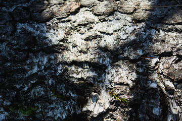 Detailed view of rugged tree bark showing natural textures and patterns created by shadows in sunlight.