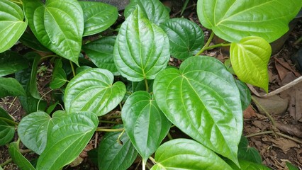 Betle leaves piper betle piperaceae. Heart shape herbal medicine