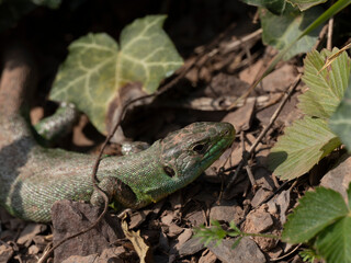 Westliche Smaragdeidechse (Lacerta bilineata)