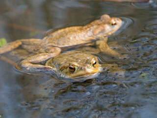 Erdkröte (Buso bufo