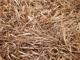 Dry grass background texture outdoor