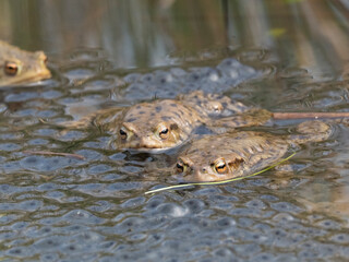 Erdkröte (Buso bufo