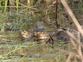 Erdkröte (Buso bufo