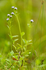 clumps of clay grass with a blurred background