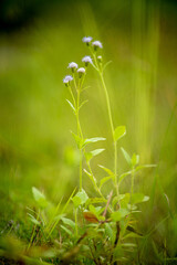 clumps of clay grass with a blurred background