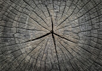 Fototapeta premium Weathered Tree Stump Texture Dark Gray Tones. AI Generated