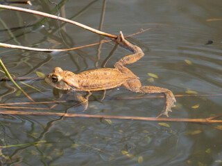 Erdkröte (Buso bufo