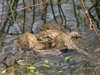 Erdkröte (Buso bufo