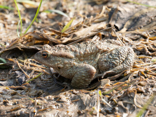 Erdkröte (Buso bufo