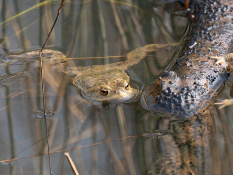 Erdkr&ouml;te (Buso bufo