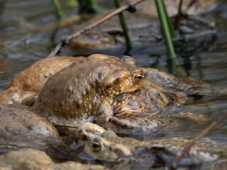 Erdkröte (Buso bufo