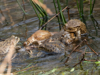 Erdkröte (Buso bufo